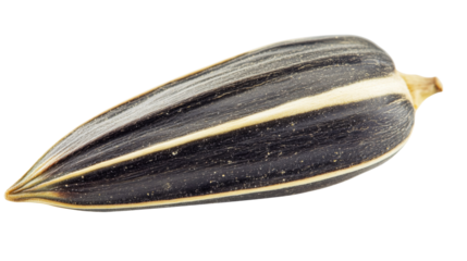 Close-up of sunflower seed on transparent background