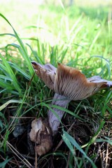 Brown mushroom grass. High quality photo