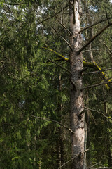Fototapeta premium A dead tree stands in the forest, bare branches and bark peeling off in places; live spruce trees in the background; view from a high angle.