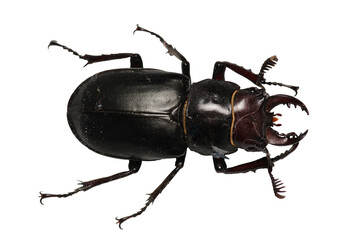 black lesser stag beetle macro photo