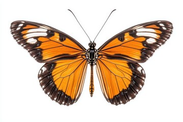 A vibrant orange butterfly perched gracefully with intricate wing patterns.