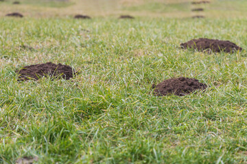 Moles in the grass in the meadow
