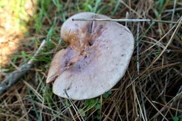 Brown mushroom grass. High quality photo
