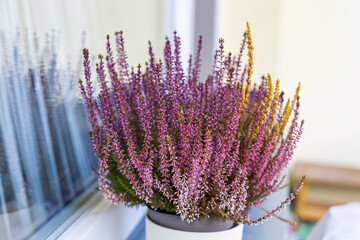 Autumn flower Heather - Calluna vulgaris in a flowerpot on a windowsill on a balcony