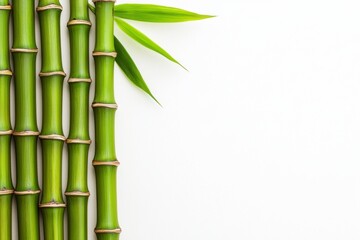 Obraz premium Fresh Green Bamboo Stalks with Leaves on White Background for Minimalist Nature Decor or Wellness Themes