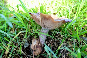 Brown mushroom grass. High quality photo