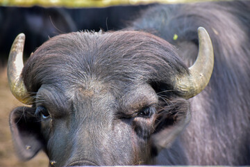 Macro image of large buffalo head