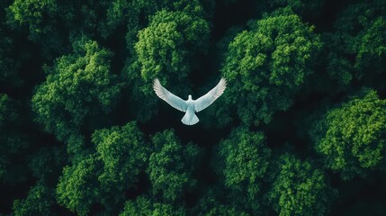 White dove aerial forest flight, nature peace