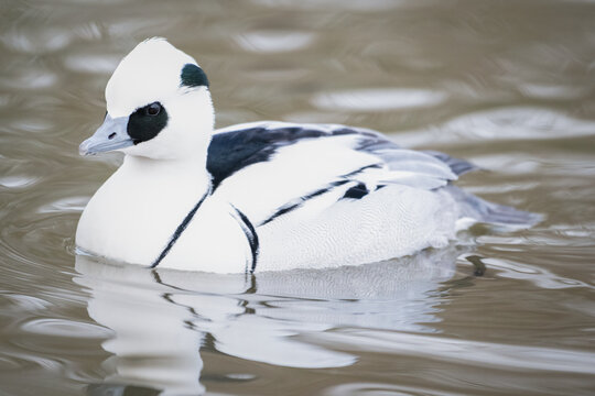 Portrait of a Smew (Mergellus albellus) male on water, The Netherlands