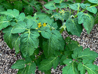 Green tomato seedlings with yellow flowers in a greenhouse, mulched with sunflower seed husks
