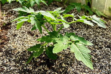 Green tomato seedlings in a sunny greenhouse
