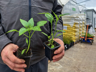 A man holds cups with green pepper seedlings in his hands