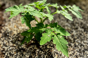 Bright green tomato sprout in a greenhouse in spring, the soil is mulched
