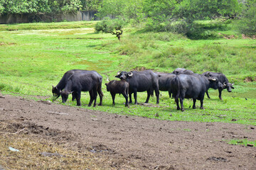 Fototapeta premium Group of Buffaloes grazing on green grass