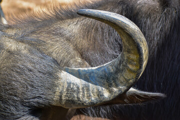 Macro image of large buffalo horn