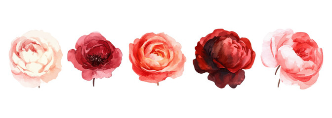 Fototapeta premium Watercolor Illustration of Red and Pink Roses in Different Shades and Styles