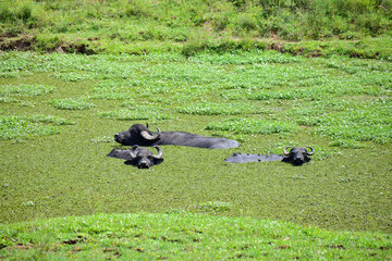 Group of buffaloes inside a freshwater pond