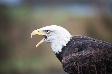 Bald eagle (Haliaeetus leucocephalus) side portrait, The Netherlands