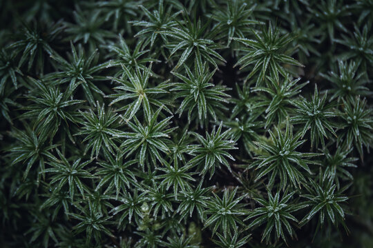 Frosty Polytrichum moss (Polytrichum commune) on forest floor, Belgium