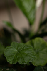 Close-up of a geranium green leaf with soft focus background. Lush foliage in a natural indoor setting, symbolizing growth and freshness.