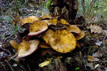 Armillaria mellea, commonly known as honey fungus, is a basidiomycete fungus in the genus Armillaria. Beautiful edible mushroom. Sardinia, Italy
