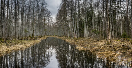 Serene forest stream reflecting bare trees. Tranquil wilderness scene with a quiet and peaceful atmosphere.