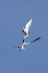 Common tern