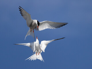Common tern