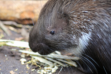 Indian Crested Porcupine ( Hystrix Indica)