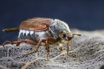 Detailed macro photo of a cockchafer beetle May bug. Close-up view of its intricate features.