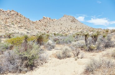 Joshua Tree National Park's scenic Mastodon Peak Trail
