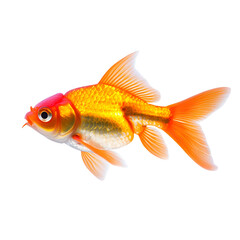 Obraz premium Goldfish isolated on white background
