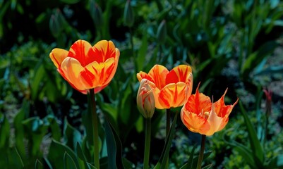 Bright orange and yellow tulips bloom in a garden during springtime, showcasing vibrant colors and natural beauty