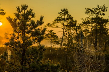 Serene wetland landscape at sunrise or sunset.