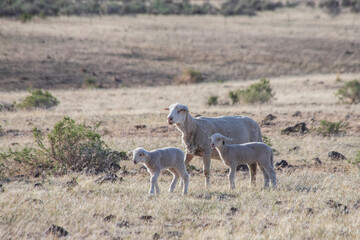 A ewe with two lambs stands in the arid landscape of the Smoke Creek Desert in Lassen County, California. This pastoral scene captures the beauty of rural life and livestock in a rugged environment.