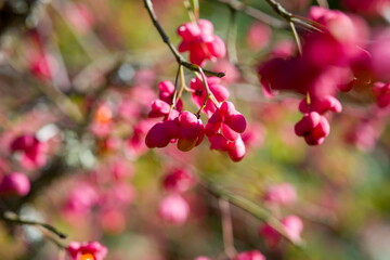 Close-up of bright pink red fruits of the European spindle