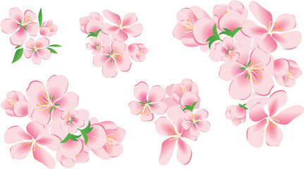 A set, a collection of apple blossoms, petals and leaves vector isolated on a white background. Illustration of vector art.