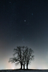 Einsamer Baum mit Sternenhimmel - Jupiter - Orion - Beteigeuze - Mürztal - Sankt Lorenzen
