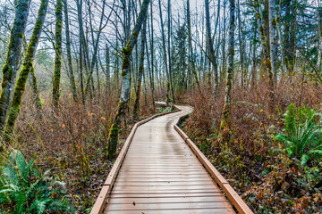 Obraz premium Weslands Winter Boardwalk 11