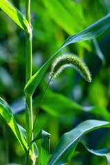 Lush green grass with a vibrant spike in a sunlit field during warm summer days