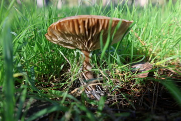 Brown mushroom grass. High quality photo