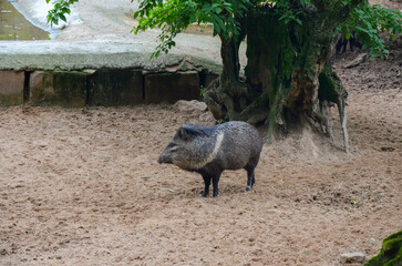 Collared Peccary walking around a zoo