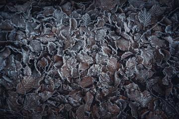 Frosty leaves on the ground, Belgium