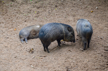 Group of Collared Peccary walking around a zoo