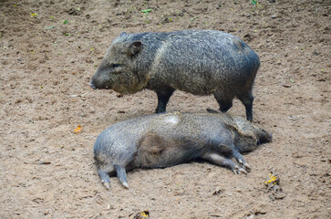 Group of Collared Peccary resting in zoo