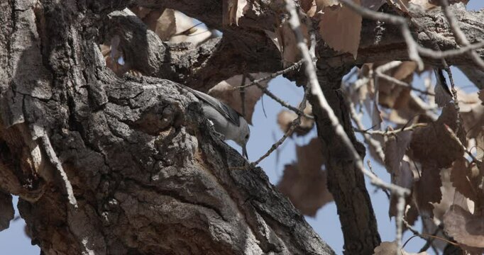 White Breasted Nuthatch