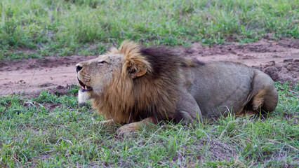 Africa's Heartbeat: The Lion in All Its Majestic Splendor