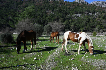 horses grazing in nature, in the pasture