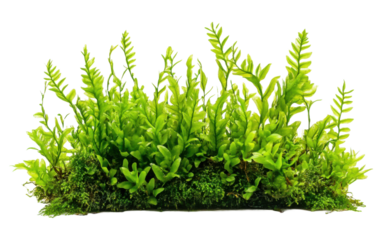 Green aquatic algae moss plant on transparent or white background,png