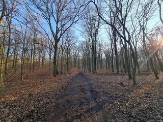 der Plänterwald in Berlin Treptow - Wintersaison, ohne Schnee